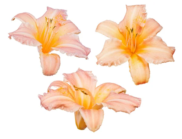 Three Light Orange Lily Blooms Isolated White Background — Stock Photo, Image