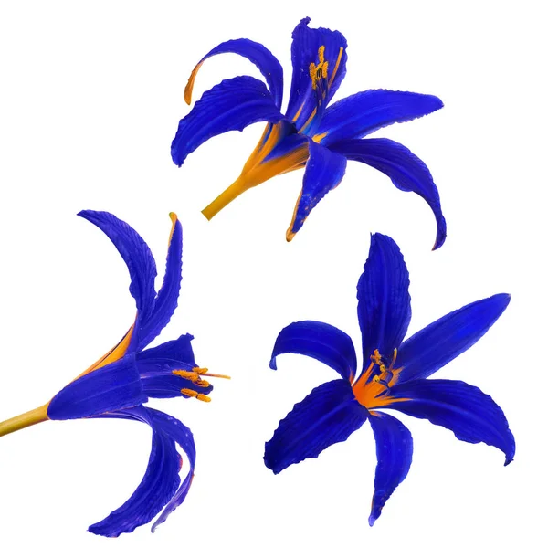 Три Синие Желтые Лилии Цветут Изолированные Белом Фоне — стоковое фото
