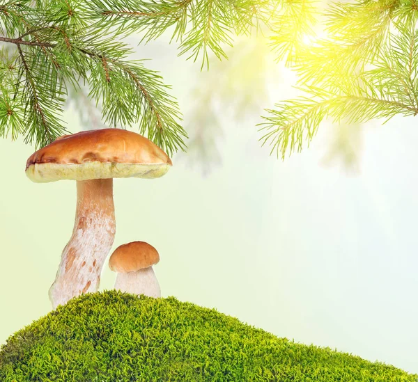 Two penny buns under pine in green moss on sunny background — Stock Photo, Image