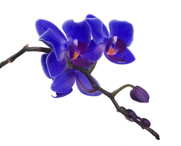 Karanlık küçük mavi orkide ve tomurcukları ile şube — Stok fotoğraf