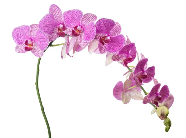 Long branch with pink stripped isolated orchids — Stock Photo, Image