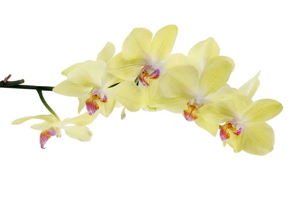 Elszigetelt finom citromsárga orchideák elszigetelt ág — Stock Fotó