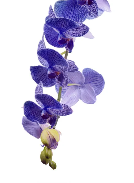 Part of branch with blue stripped orchids — Stock Photo, Image