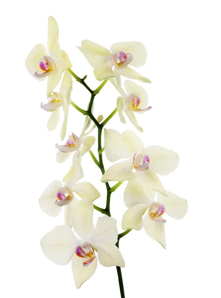 Isolated fine light lemon orchids isolated branch — Stock Photo, Image