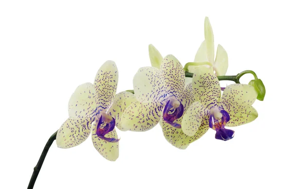 Světle žlutá, samostatný květy orchidejí v modré skvrny — Stock fotografie