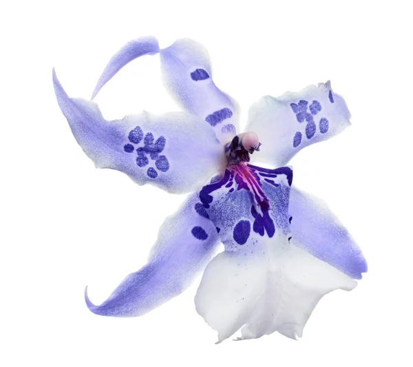 Blue orchid bloom with large spots — Stock Photo, Image