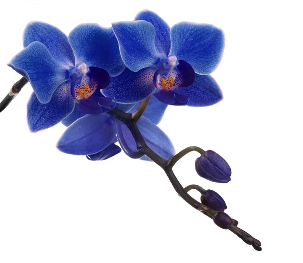 Gren med tre mörka små blå orkidé och knoppar — Stockfoto