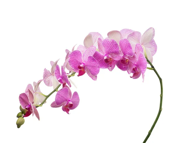 Long branch with pink stripped orchids — Stock Photo, Image