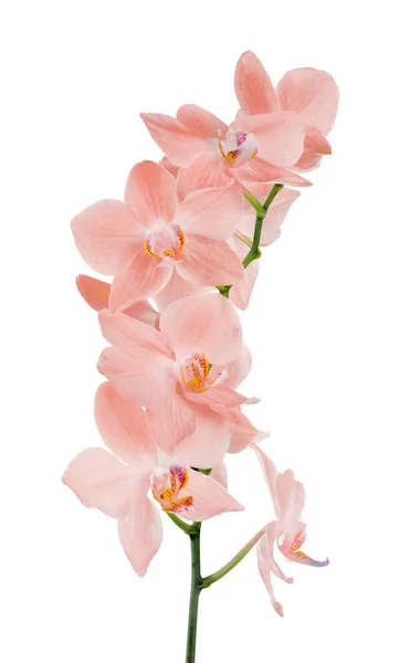 Ramo isolado de orquídea rosa pesada — Fotografia de Stock