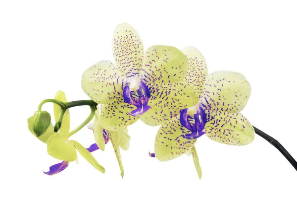 Blady żółty na białym tle Kwiaty orchidei w niebieskie plamy — Zdjęcie stockowe