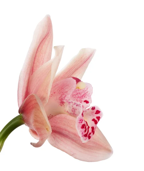 Una sola flor ligera de la orquídea en blanco — Foto de Stock