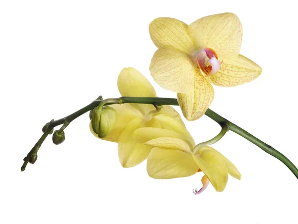 Fine lemon yellow three orchids and buds — Stock Photo, Image