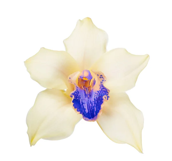 Beautiful light yellow orchid bloom with blue center — Stock Photo, Image