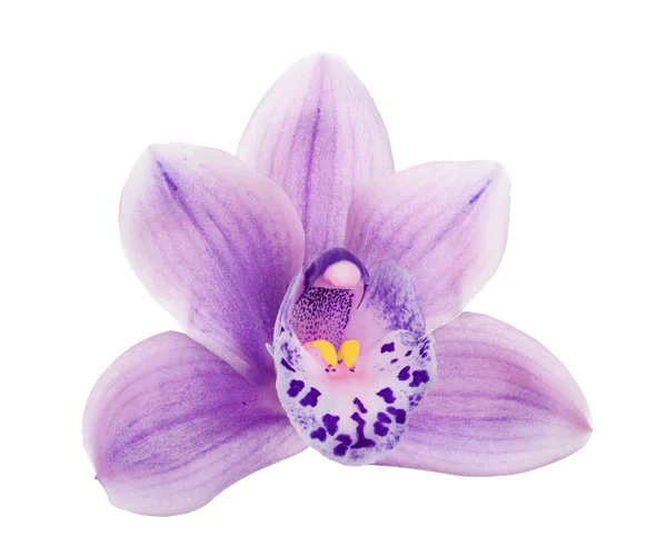 Single light lilac bloom of orchid on white — Stock Photo, Image