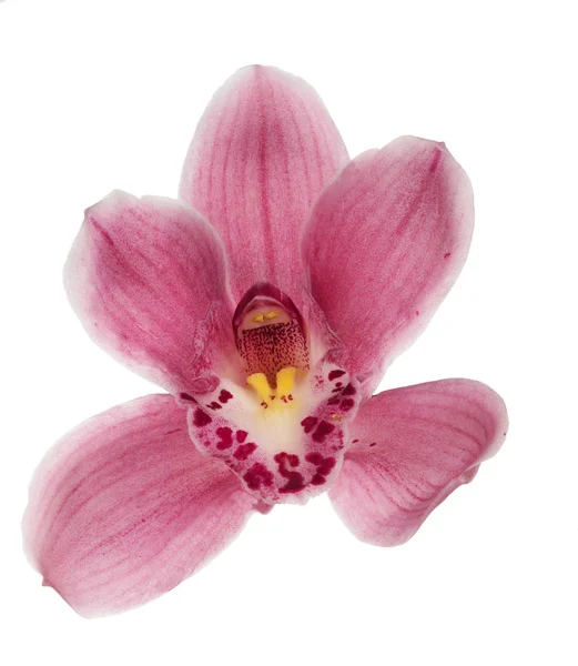 Egyetlen rózsaszín virágos fehér orchidea — Stock Fotó