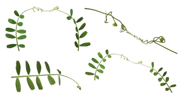 Set of green pea tendrils on white — Stock Photo, Image
