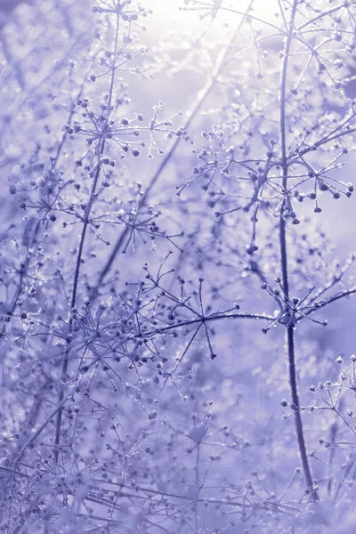 Dried blue frozen plants — Stock Photo, Image