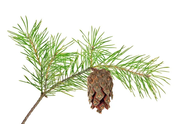 Green pine branch with cone on white — Stock Photo, Image