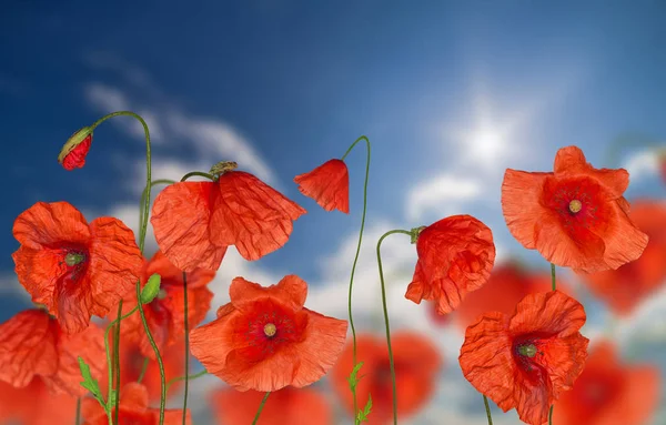 Groop de flores de papoula vermelha no fundo do céu — Fotografia de Stock