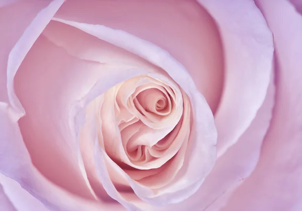 Нежная светло-лиловая роза крупным планом — стоковое фото