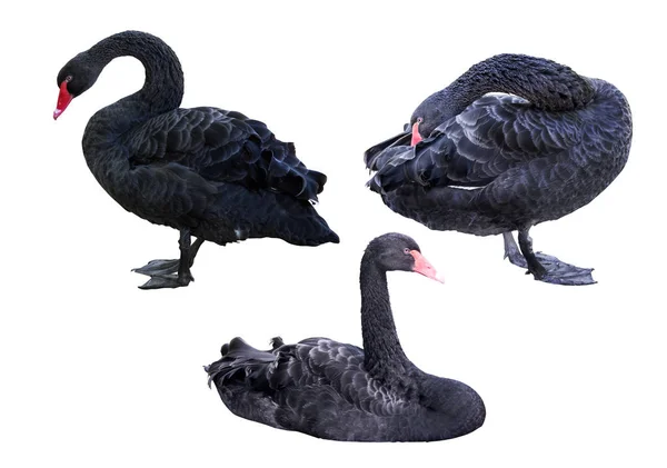 Conjunto de cisnes negros aislados en blanco —  Fotos de Stock