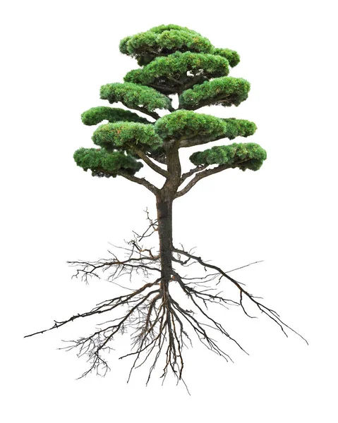 Bonsai green pine with root on white — Stock Photo, Image