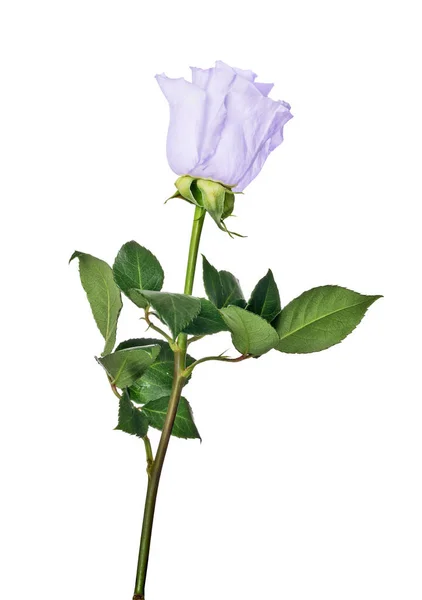 Isolated blue color rose with green leaves — Stock Photo, Image