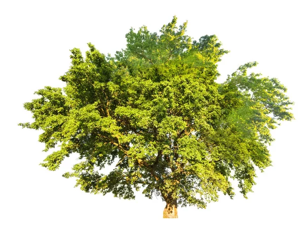 Green summer old oak tree isolated on white — Stock Photo, Image