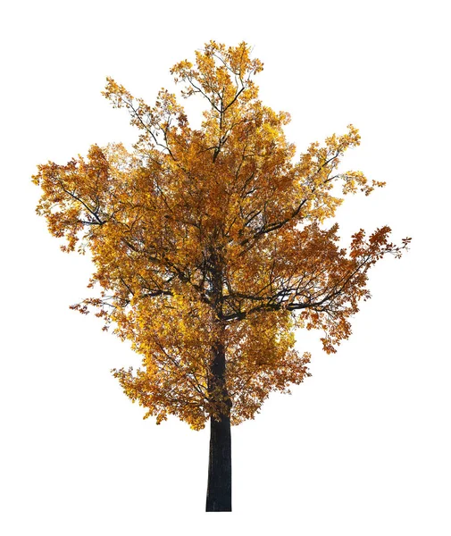 Dark isolated on white gold fall oak — Stock Photo, Image