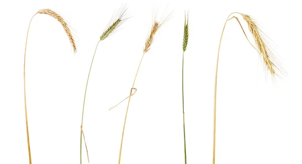 Cinco espigas de cereais isoladas a branco — Fotografia de Stock