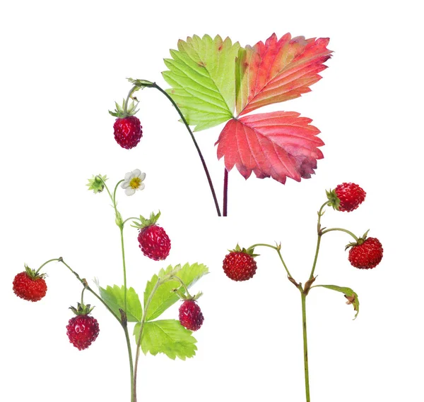 Three wild strawberry isolated branches — Stock Photo, Image