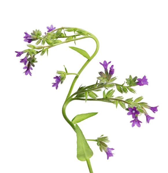 Plante sauvage incurvée avec de petites fleurs violettes — Photo