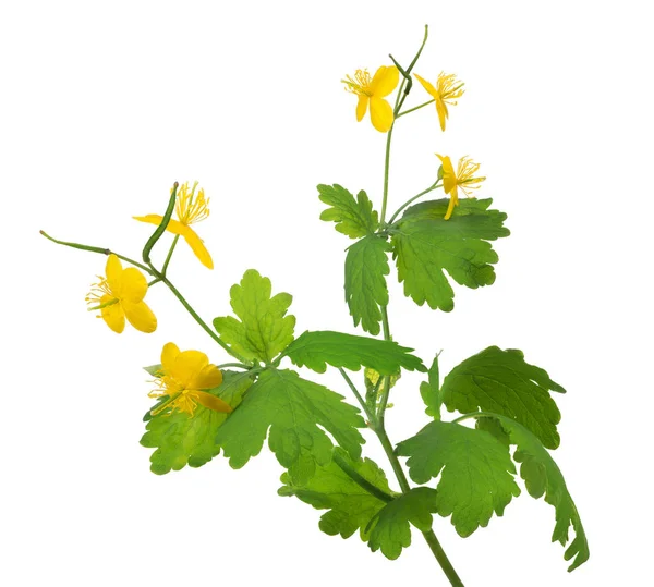 Yellow celandine flowers isolated on white — Stock Photo, Image