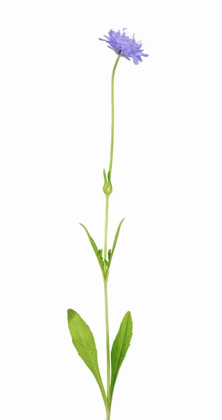 Blå blomma med små gröna blad — Stockfoto