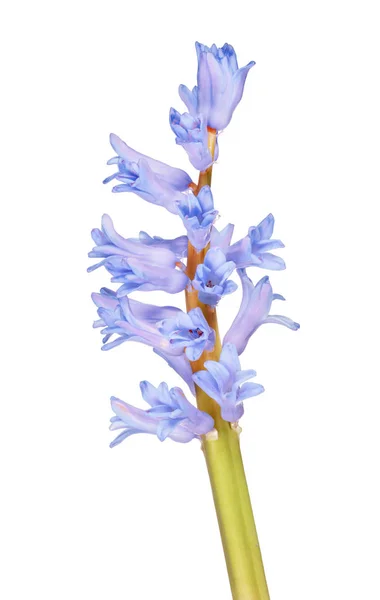 在白色的大浅蓝色的花茎 — 图库照片