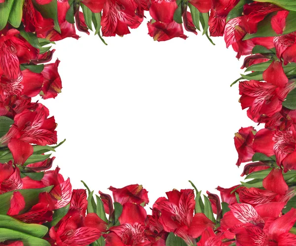 Frame from red garden flowers on white — Stock Photo, Image