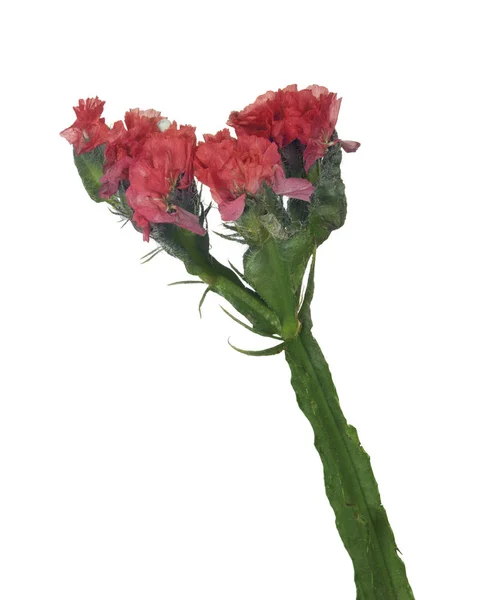 Piccoli fiori isolati rossi selvatici — Foto Stock