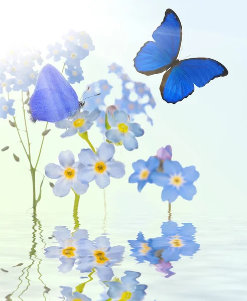 Blå förgätmigej blommor och två fjärilar med reflektion — Stockfoto