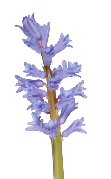 茎具大蓝隔离花 — 图库照片