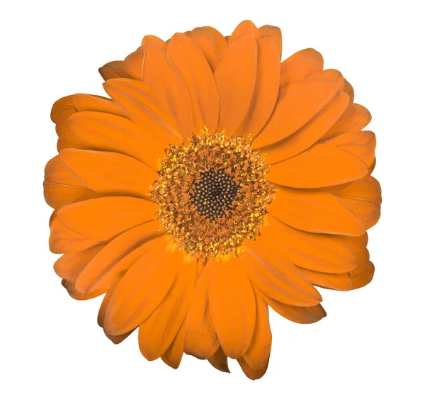 Gerbera arancione fioritura su bianco — Foto Stock