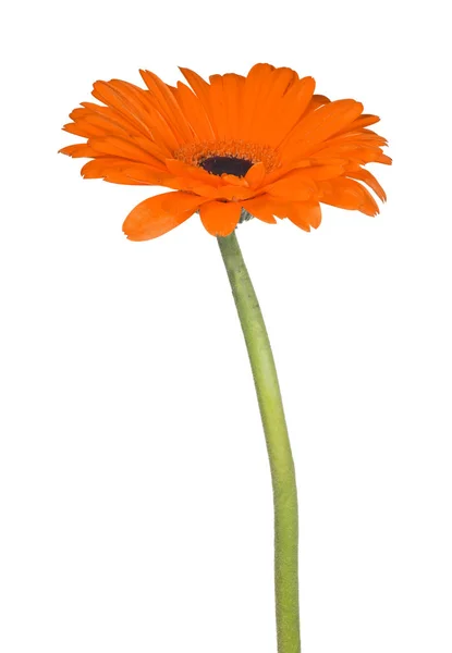 Gerbera arancio isolata fioritura su stelo lungo — Foto Stock