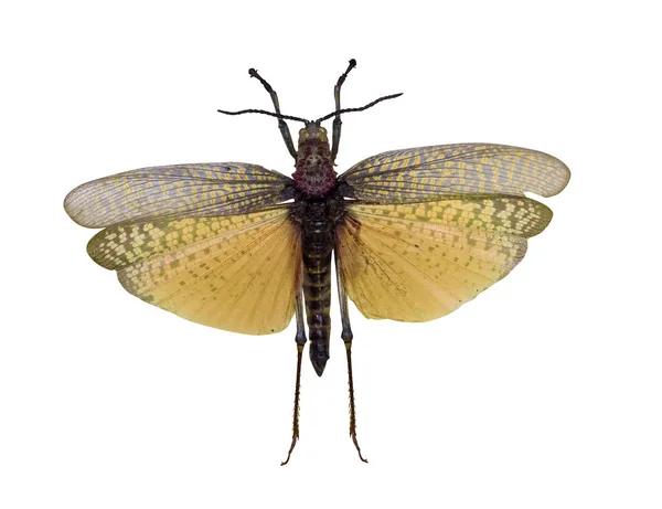Fliegende Heuschrecke mit gelben Flügeln — Stockfoto