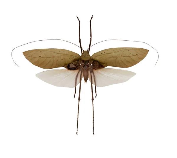 Fliegende Heuschrecke mit braunen Flügeln — Stockfoto