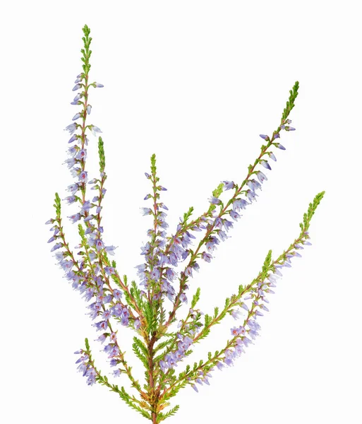 Bujny oddział wrzos z niebieskie kwiaty na białym tle — Zdjęcie stockowe