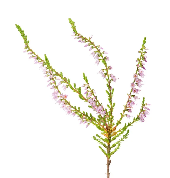 Erica con fiori isolati luce rosa — Foto Stock