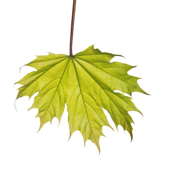 Small spring green maple tree leaf isolated on white — Stock Photo, Image