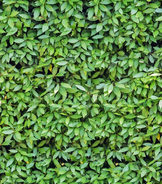 Green laurel leaves seamless background — Stock Photo, Image