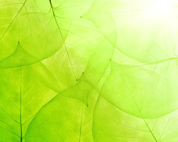 Grüner Hintergrund aus dünnen Blättern — Stockfoto