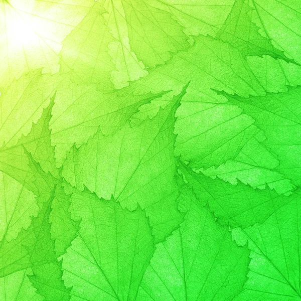 小叶子的绿色背景 — 图库照片