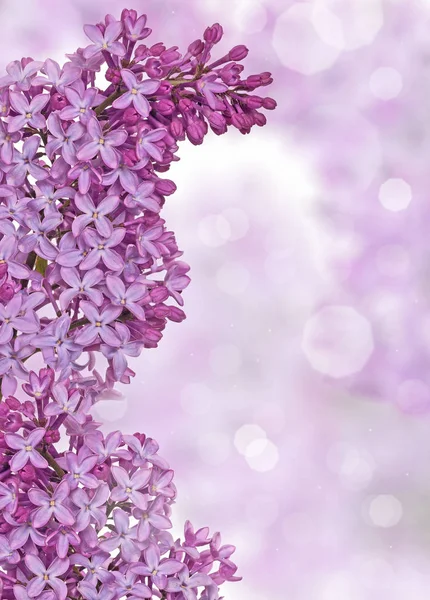 Flores lilás no fundo de luz azul — Fotografia de Stock